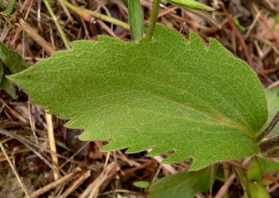 {Clematis fremontii}